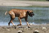DOGUE ALLEMAND 132